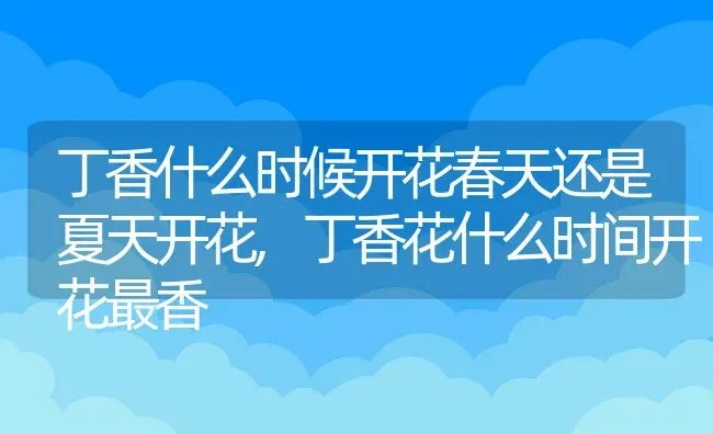 丁香什么时候开花春天还是夏天开花,丁香花什么时间开花最香 | 养殖学堂