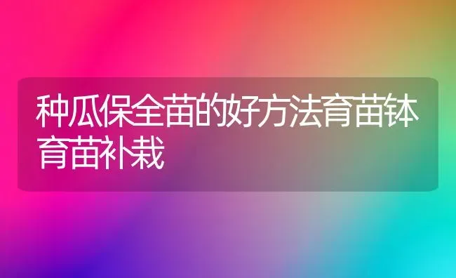 种瓜保全苗的好方法育苗钵育苗补栽 | 养殖技术大全