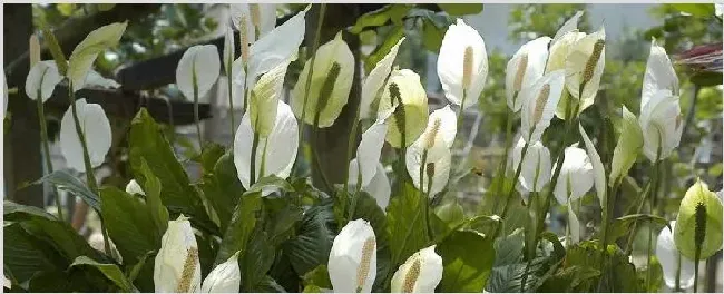 白鹤芋和马蹄莲的区别 | 生活常识