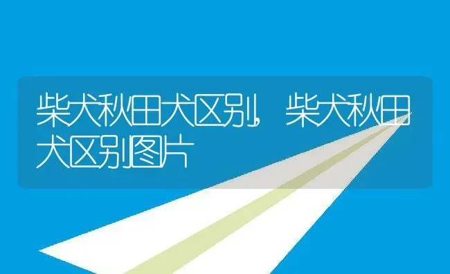 柴犬秋田犬区别,柴犬秋田犬区别图片 | 养殖资料