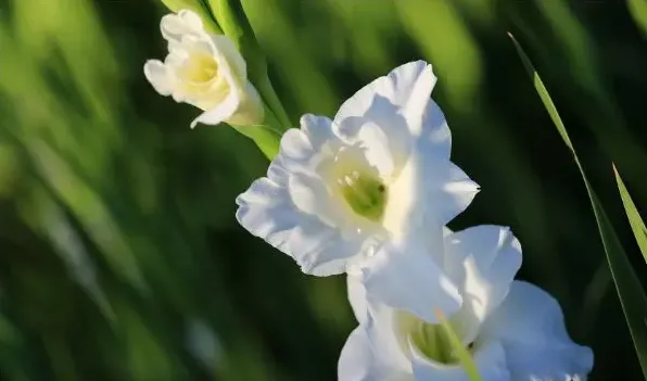 朋友之间送什么花合适 | 生活妙招