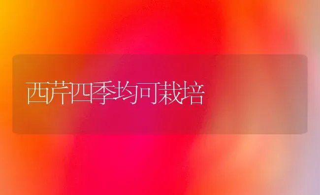 西芹四季均可栽培 | 养殖技术大全