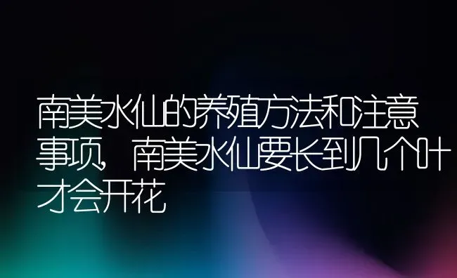 南美水仙的养殖方法和注意事项,南美水仙要长到几个叶才会开花 | 养殖科普