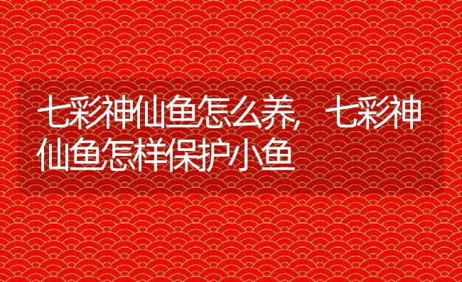 七彩神仙鱼怎么养,七彩神仙鱼怎样保护小鱼 | 养殖学堂