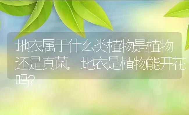 地衣属于什么类植物是植物还是真菌,地衣是植物能开花吗？ | 养殖科普