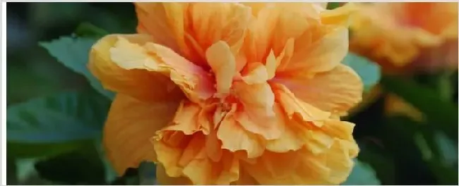 扶桑花的由来 | 常识大全