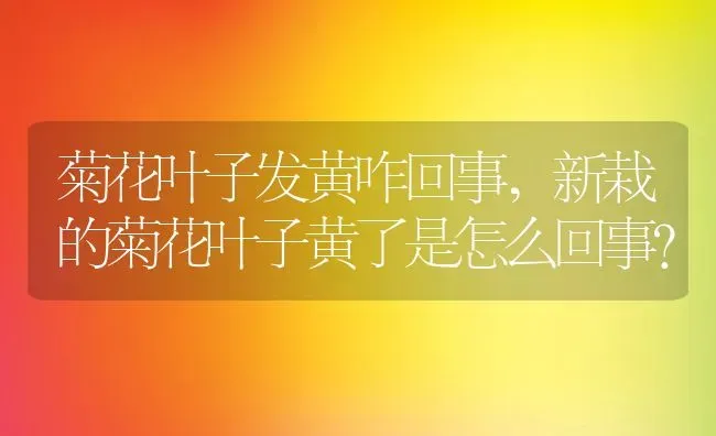 菊花叶子发黄咋回事,新栽的菊花叶子黄了是怎么回事？ | 养殖科普