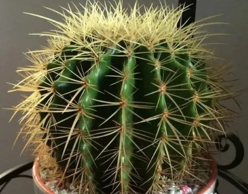 仙人球好养吗,仙人球小苗好养吗？