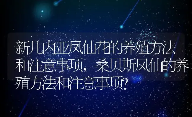 新几内亚凤仙花的养殖方法和注意事项,桑贝斯凤仙的养殖方法和注意事项？ | 养殖科普