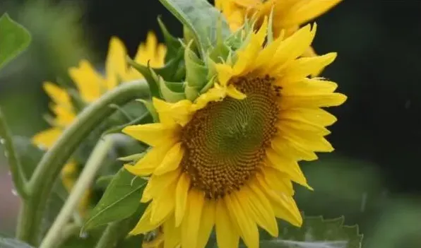 太阳花的象征意义 | 实用知识