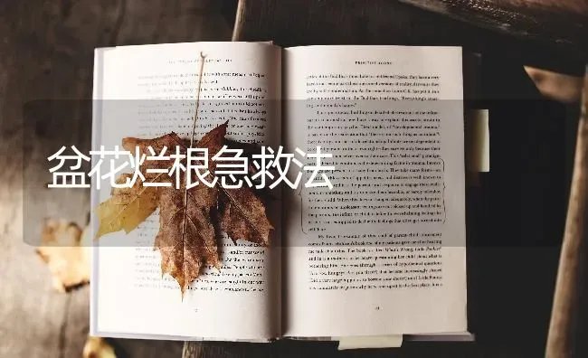 盆花烂根急救法 | 养殖知识