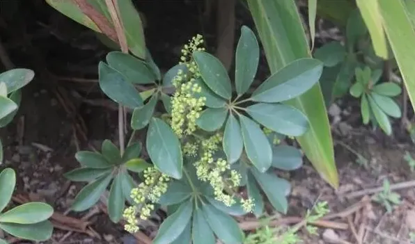 鹅掌藤会开花吗，花期在每年的7月份 | 农广天地