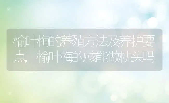 榆叶梅的养殖方法及养护要点,榆叶梅的核能做枕头吗 | 养殖学堂
