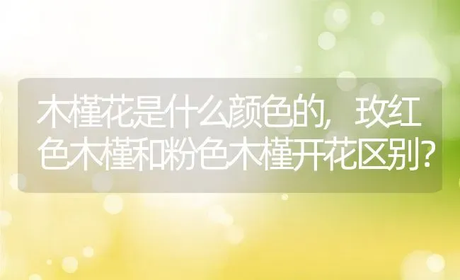 百里香的养护方法,金边百里香的盆栽方法？ | 养殖科普