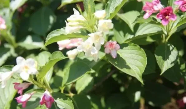 五彩锦带的花期 | 生活妙招