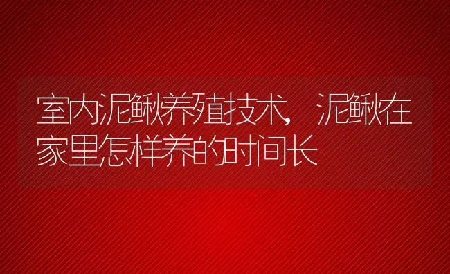 室内泥鳅养殖技术,泥鳅在家里怎样养的时间长 | 养殖学堂