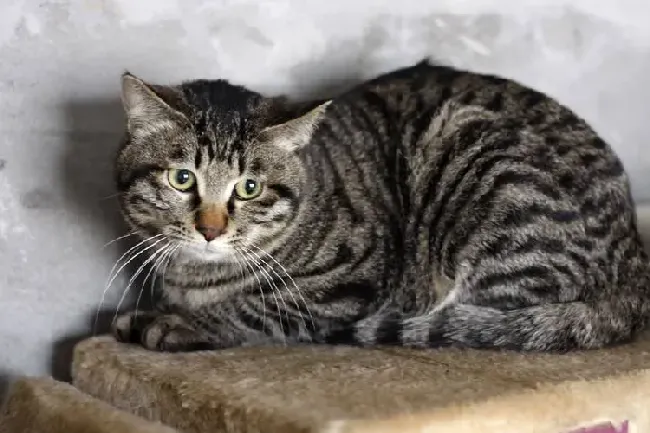 狸花猫辟邪还是招邪,中华田园猫12个品种？
