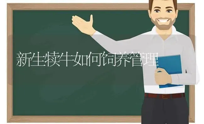 新生犊牛如何饲养管理 | 养殖技术大全