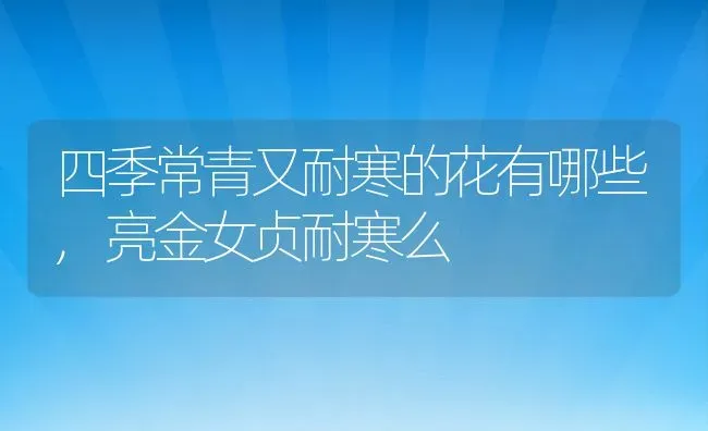 四季常青又耐寒的花有哪些,亮金女贞耐寒么 | 养殖学堂