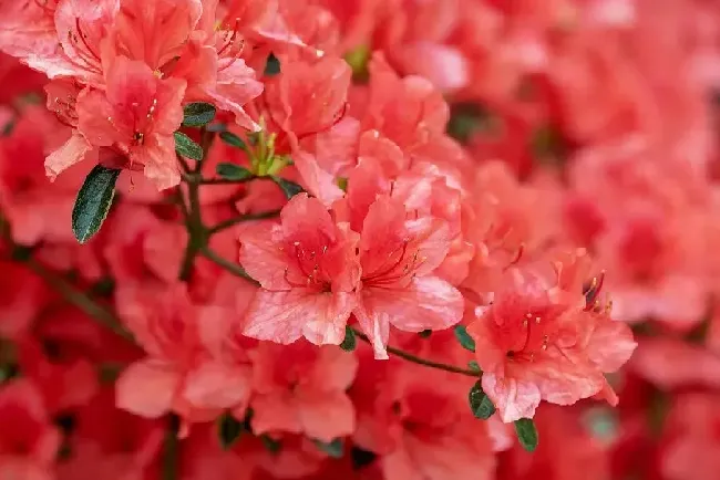 杜鹃花的寓意和象征风水,阳台种杜鹃吉利吗？