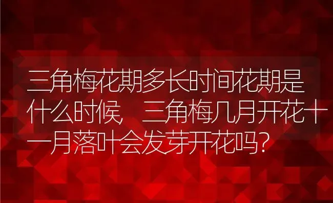 三角梅花期多长时间花期是什么时候,三角梅几月开花十一月落叶会发芽开花吗？ | 养殖科普