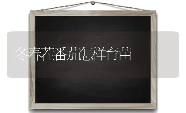 冬春茬番茄怎样育苗 | 养殖技术大全