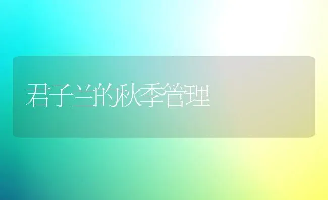 君子兰的秋季管理 | 养殖知识