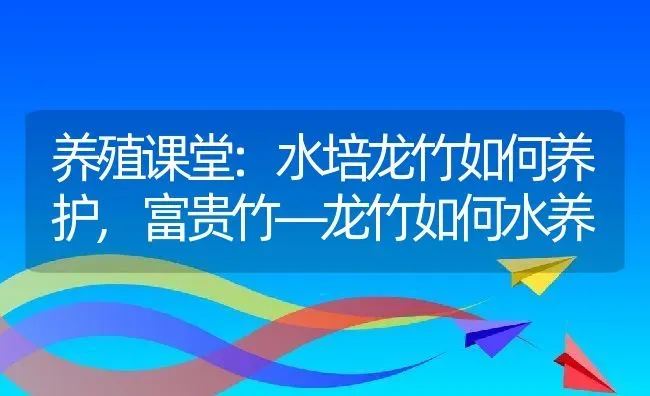 养殖课堂:水培龙竹如何养护,富贵竹—龙竹如何水养 | 养殖学堂