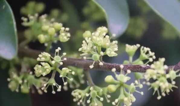 鹅掌藤会开花吗，花期在每年的7月份 | 农广天地