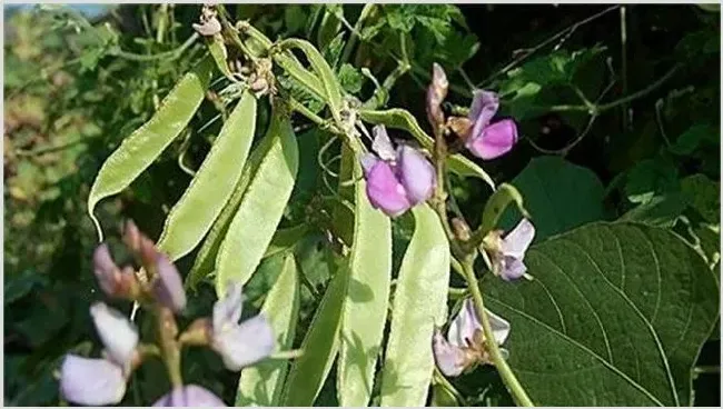 早春扁豆种植注意什么 | 生活常识