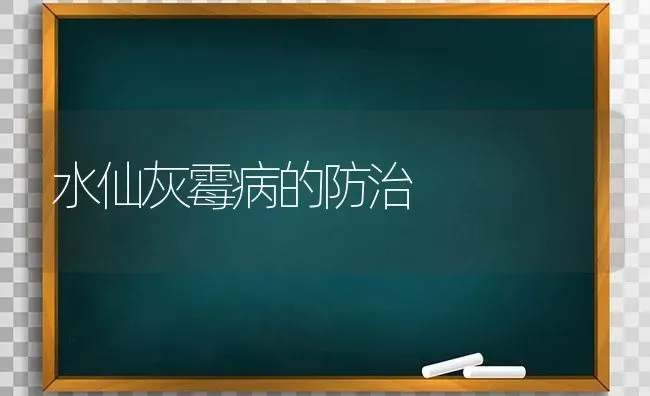 水仙灰霉病的防治 | 养殖知识