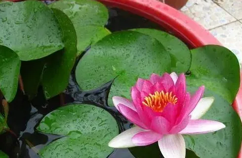 水莲花和睡莲是一种吗,睡莲又称莲花