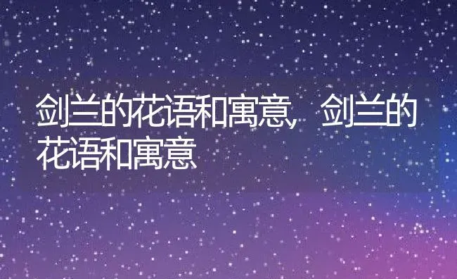 剑兰的花语和寓意,剑兰的花语和寓意 | 养殖科普