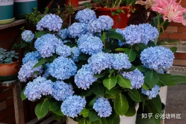 绣球花怎么种植,如何种植绣球花？