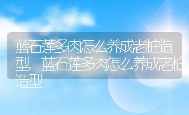 蓝石莲多肉怎么养成老桩造型,蓝石莲多肉怎么养成老桩造型 | 养殖科普