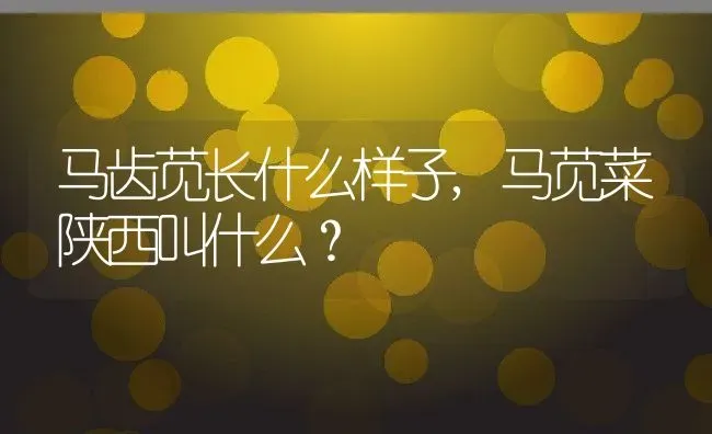 马齿苋长什么样子,马苋菜陕西叫什么？ | 养殖科普