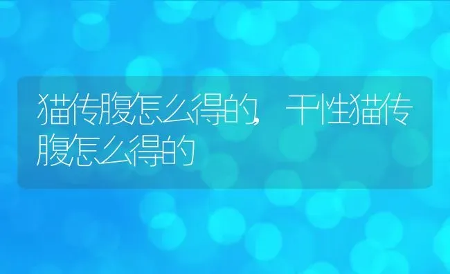 猫传腹怎么得的,干性猫传腹怎么得的 | 养殖资料