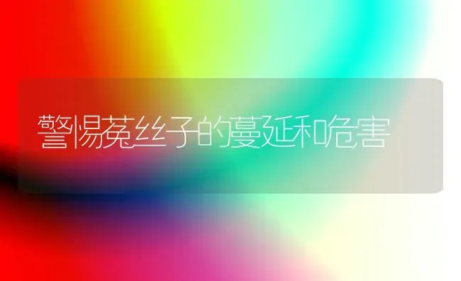 警惕菟丝子的蔓延和危害 | 养殖知识