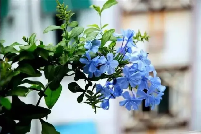 蓝雪花好养吗,三角梅和蓝雪花哪个好养？