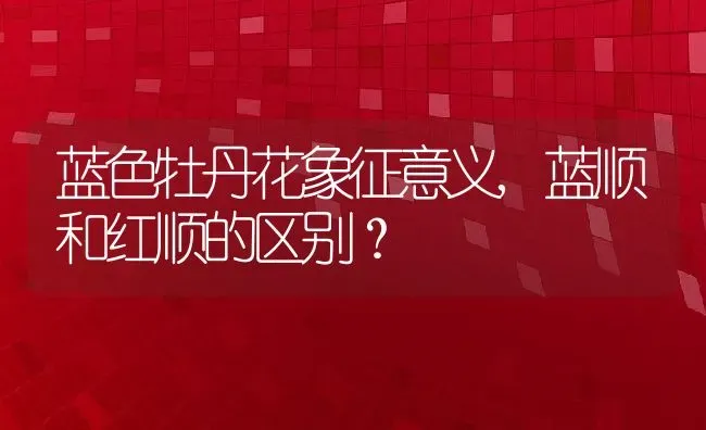 蓝色牡丹花象征意义,蓝顺和红顺的区别？ | 养殖科普