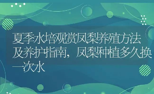 夏季水培观赏凤梨养殖方法及养护指南,凤梨种植多久换一次水 | 养殖学堂