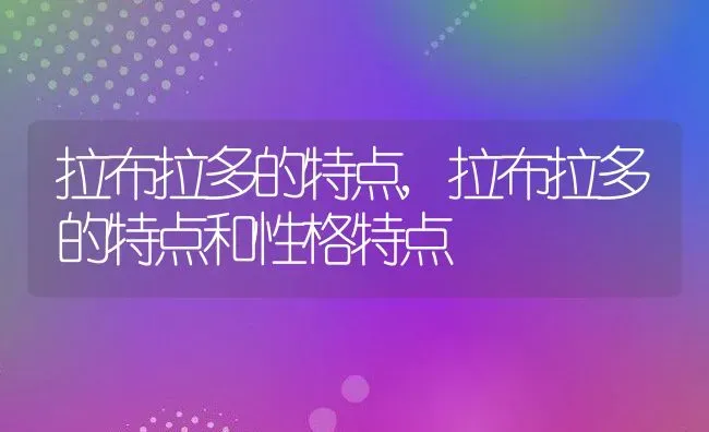 拉布拉多的特点,拉布拉多的特点和性格特点 | 养殖资料