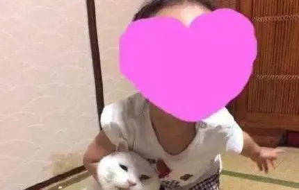 猫被打求饶的表现,猫被打后的表现？