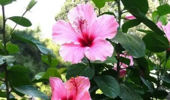 扶桑花的由来 | 常识大全
