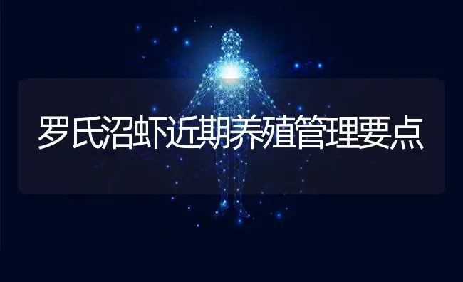 罗氏沼虾近期养殖管理要点 | 养殖知识