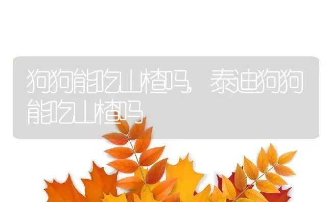 狗狗能吃山楂吗,泰迪狗狗能吃山楂吗 | 养殖学堂