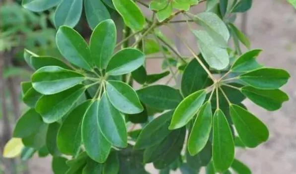 鹅掌藤会开花吗，花期在每年的7月份 | 农广天地