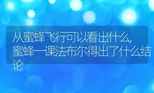 从蜜蜂飞行可以看出什么,蜜蜂一课法布尔得出了什么结论 | 养殖学堂