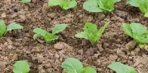 夏季高温白菜病虫害怎么防治 | 生活常识