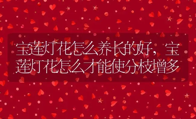 宝莲灯花怎么养长的好,宝莲灯花怎么才能使分枝增多 | 养殖学堂
